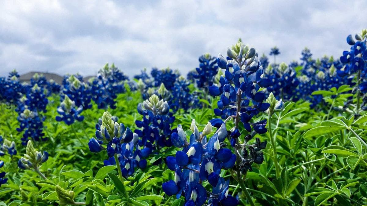 Desain Eksterior Perumahan Cluster